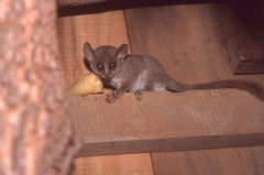 Microcebus murinus
