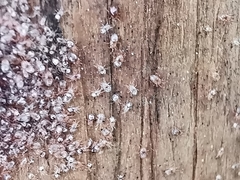 Ornithonyssus sylviarum