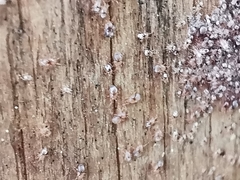 Ornithonyssus sylviarum