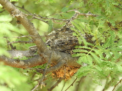 Pyrocephalus rubinus