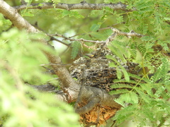 Pyrocephalus rubinus