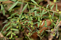 Phyllanthus virgatus