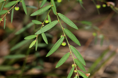 Phyllanthus virgatus