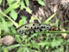 Myrmeleon erythrocephalus