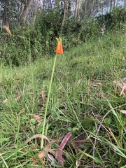 Stenomesson aurantiacum