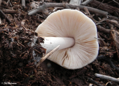 Amanita toxica