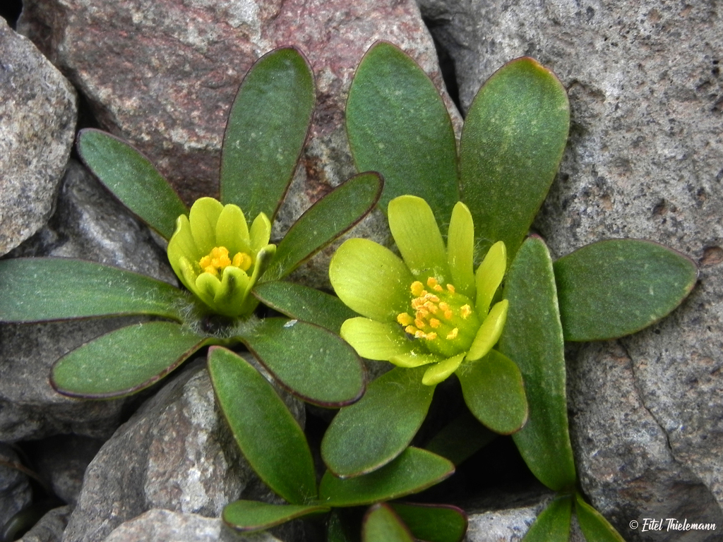 Knowltonia balliana