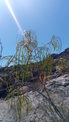 Ischnolepis graminifolia