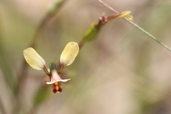 Diuris brachyscapa