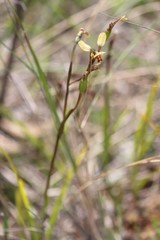 Diuris brachyscapa