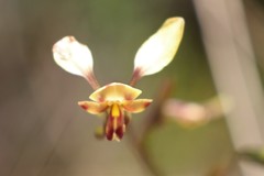 Diuris brachyscapa