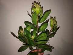 Persoonia cornifolia