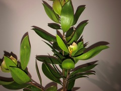 Persoonia cornifolia