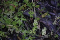 Ranunculus hebecarpus