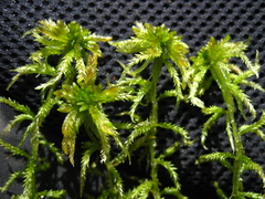 Sphagnum majus