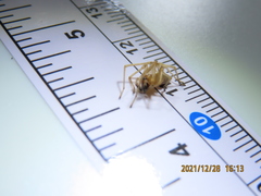 Cheiracanthium inclusum