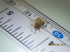 Cheiracanthium inclusum