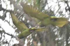 Psittacara leucophthalmus