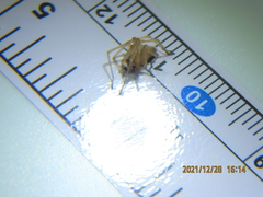 Cheiracanthium inclusum