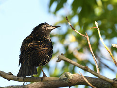 Sturnus vulgaris
