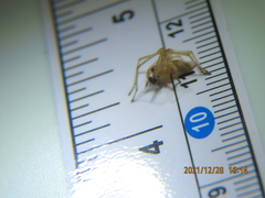 Cheiracanthium inclusum