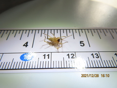 Cheiracanthium inclusum