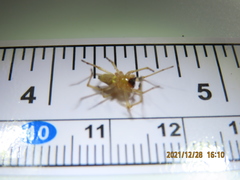 Cheiracanthium inclusum