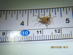 Cheiracanthium inclusum