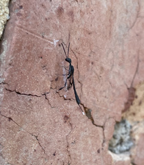 Gasteruption jaculator