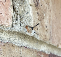 Gasteruption jaculator