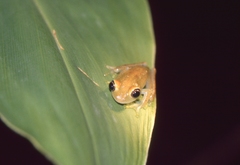 Boophis viridis