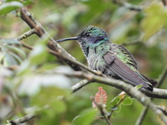 Colibri cyanotus