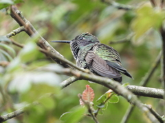 Colibri cyanotus