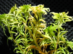 Sphagnum majus