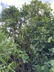 Griselinia lucida