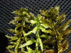 Sphagnum majus