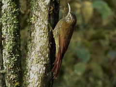 Lepidocolaptes lacrymiger