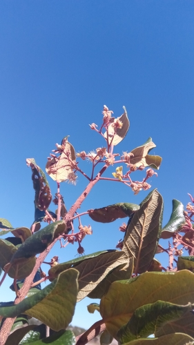 Monotes madagascariensis image