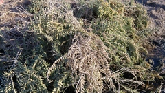 Halocnemum strobilaceum