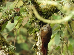 Lepidocolaptes lacrymiger