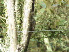 Lepidocolaptes lacrymiger