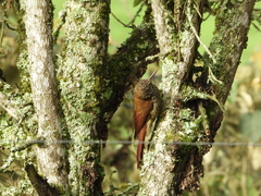 Lepidocolaptes lacrymiger