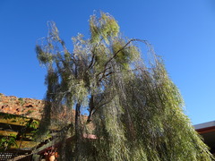 Acacia pendula
