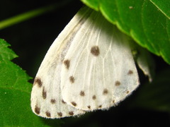 Naxa seriaria