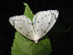 Naxa seriaria