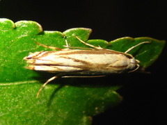 Polyhymno pontifera