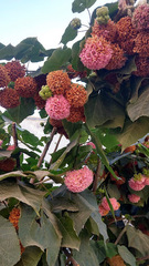 Dombeya × cayeuxii