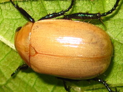 Callistethus plagiicollis