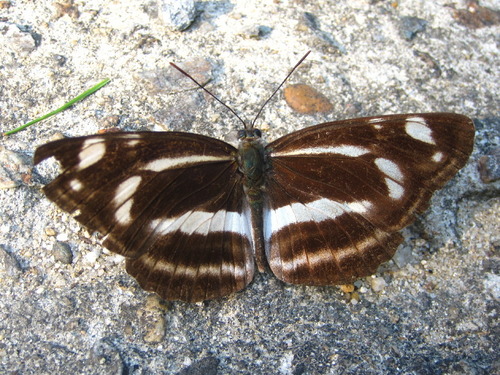 Korean yellow sailer