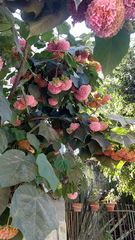 Dombeya × cayeuxii
